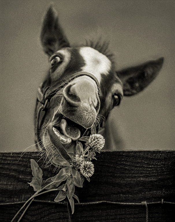 Nibbling Clover by Karl Leck (Group 79)